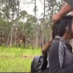 deep-mouth-in-the-forest