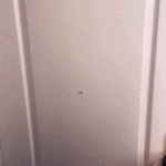 belle-delphine-delivery